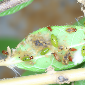 Les signes révélateurs d’une infestation d’insectes
