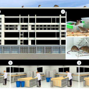 Comment dératiser un bâtiment commercial